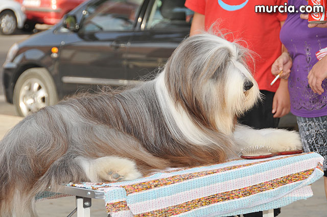 Concurso canino Fiestas de Santiago 2009 - 32